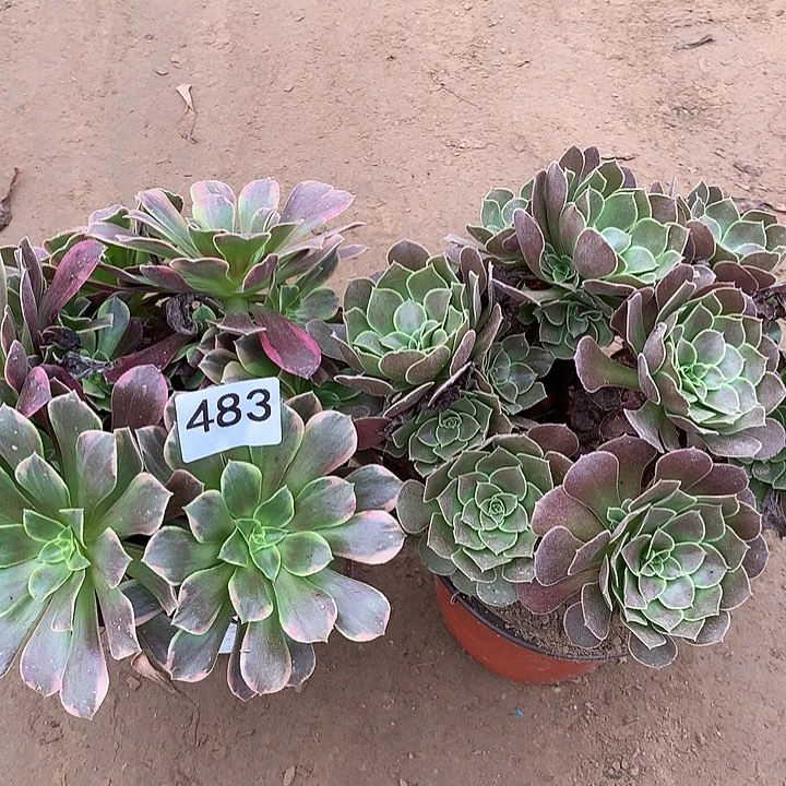 无花朵483金丝缺➕荷兰玫瑰