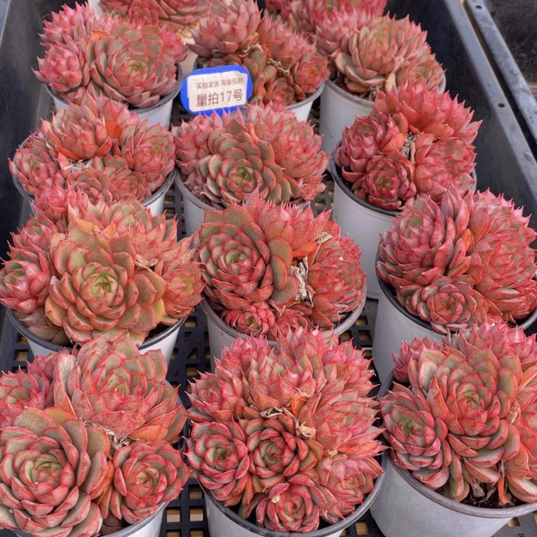 量拍17号 安娜玫瑰大群生一个