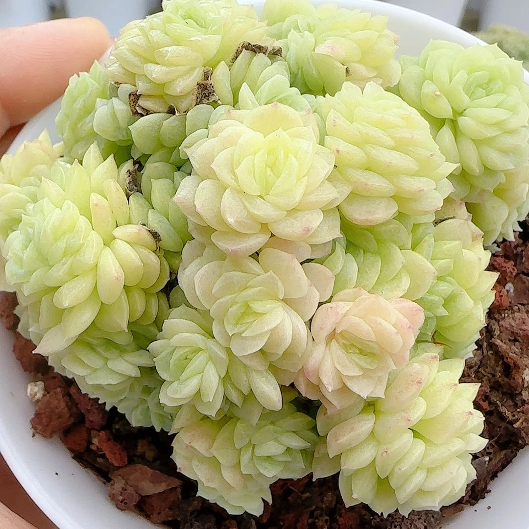 1104-19（优选麦杆）