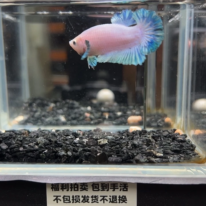 斗鱼竞拍跑单拉黑19日98