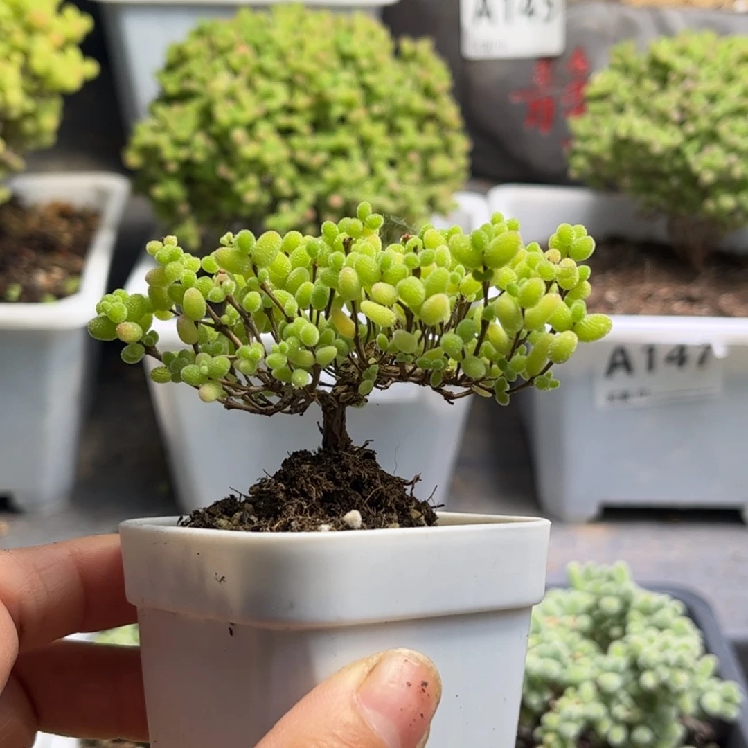 奶***圆蜜桔糖球优选枝干番杏