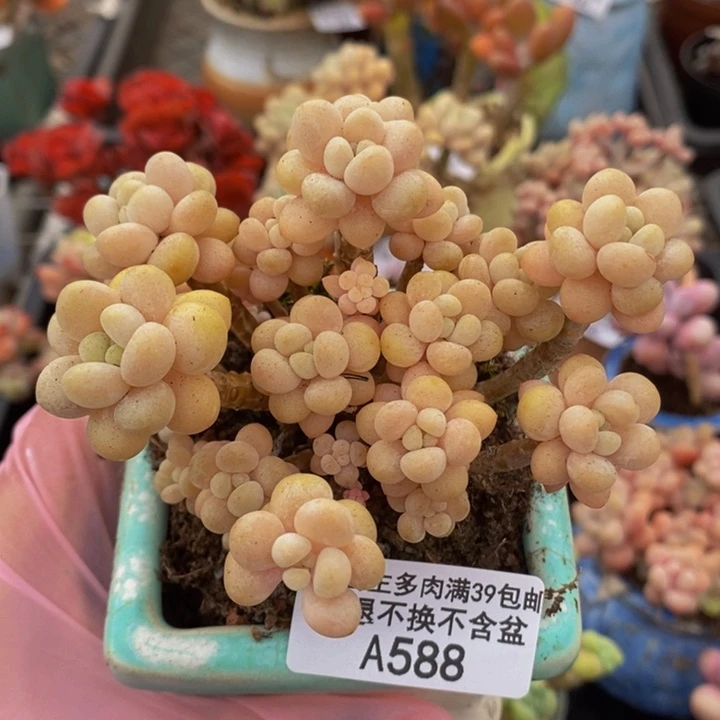 花朵鱼子酱老桩8cm588多肉植物