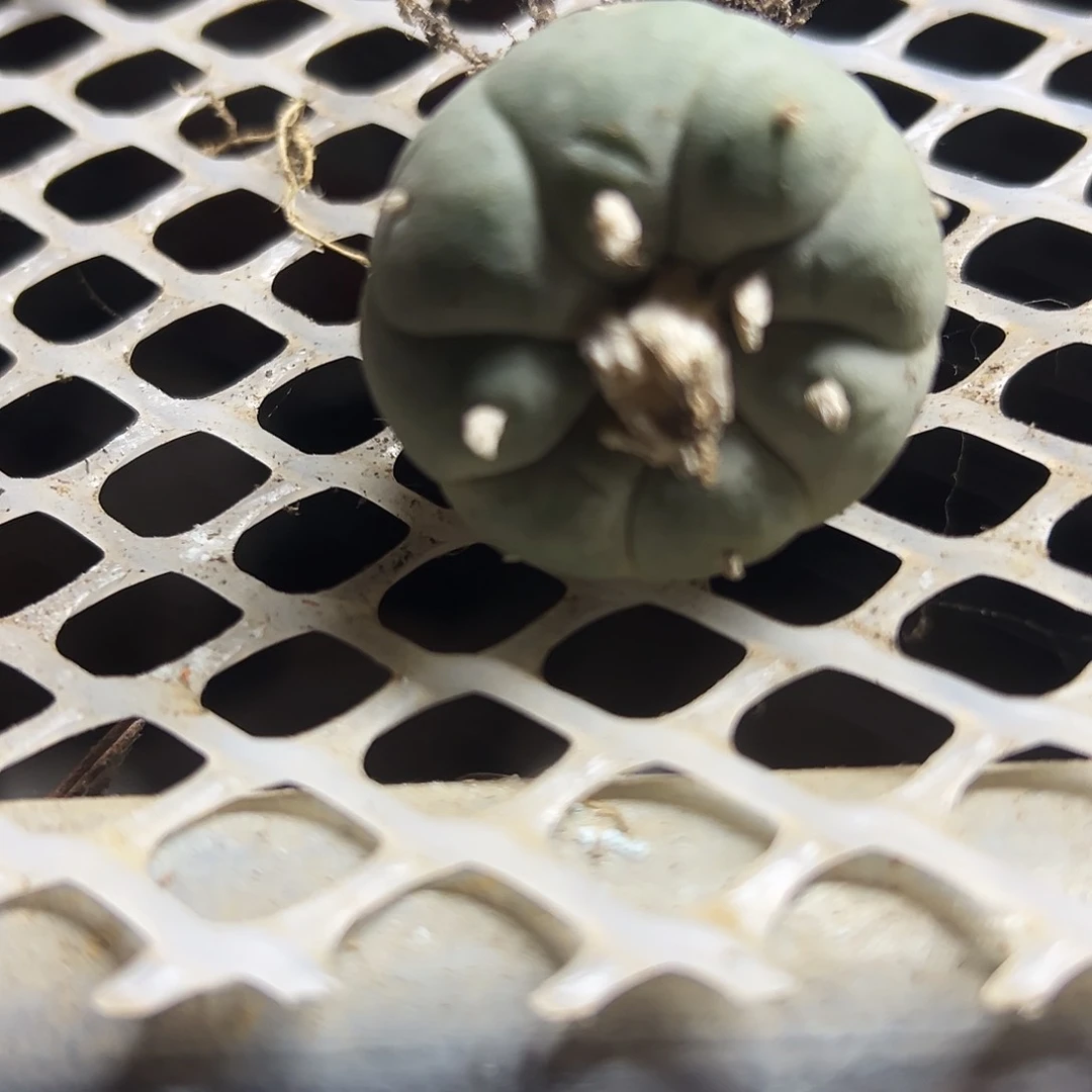 鱼仙人球1111111111