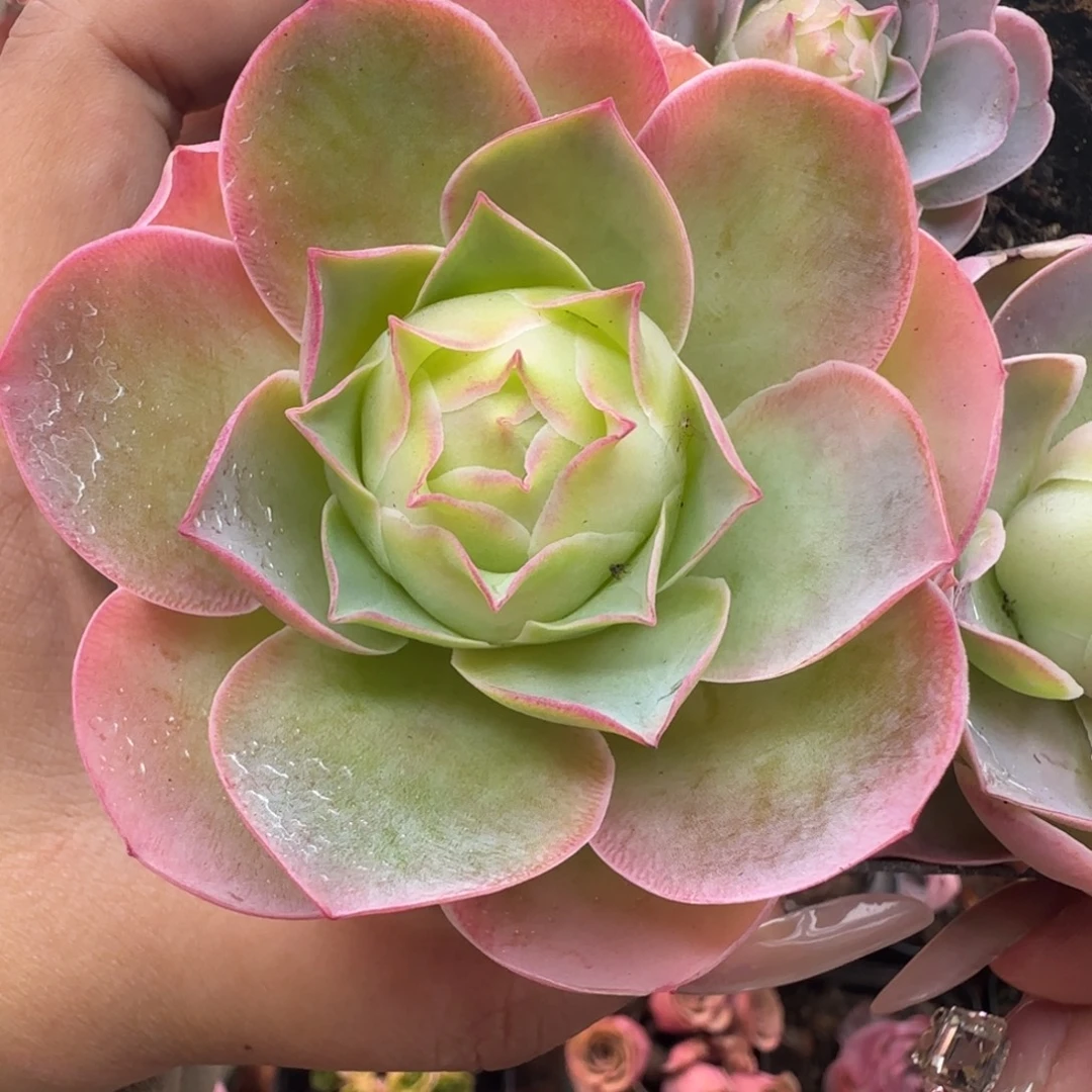 L498半城玫瑰日耳曼不含盆土