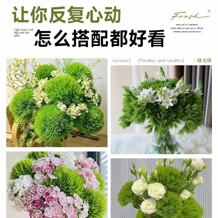 云南基地新鲜绿毛球搭配鲜花生花苞可爱小清新风格鲜花