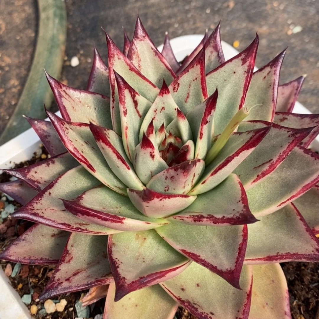 【闪购商品】雨*309-05