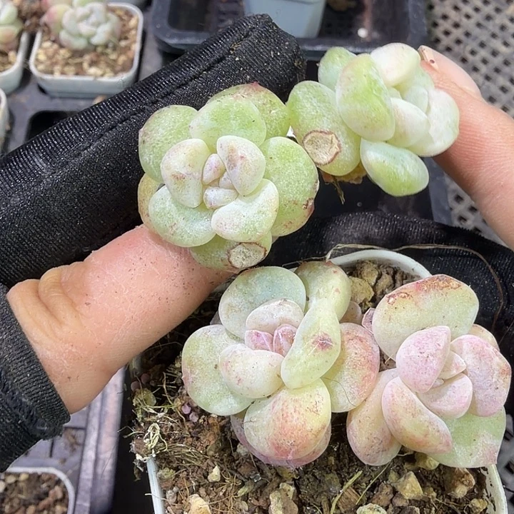 40 号到手1框一物一拍