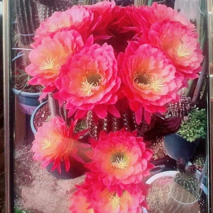 毛花柱牛牛侧芽拍一发二
