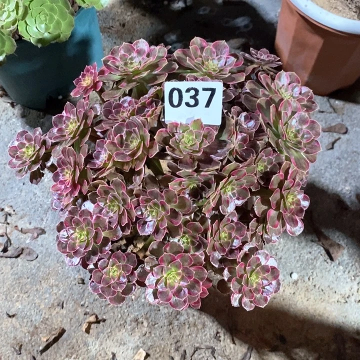 法师一物一拍037