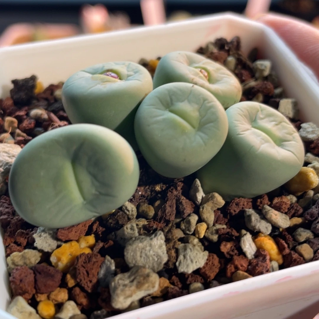 郑***鸽换这个玻尿酸大嘴植物一物一拍