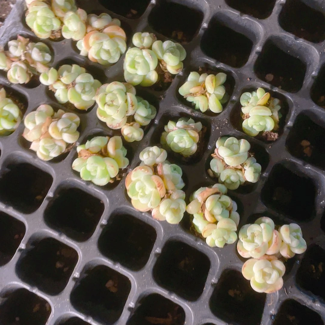 爱丝珍妮群穴一个满25包邮