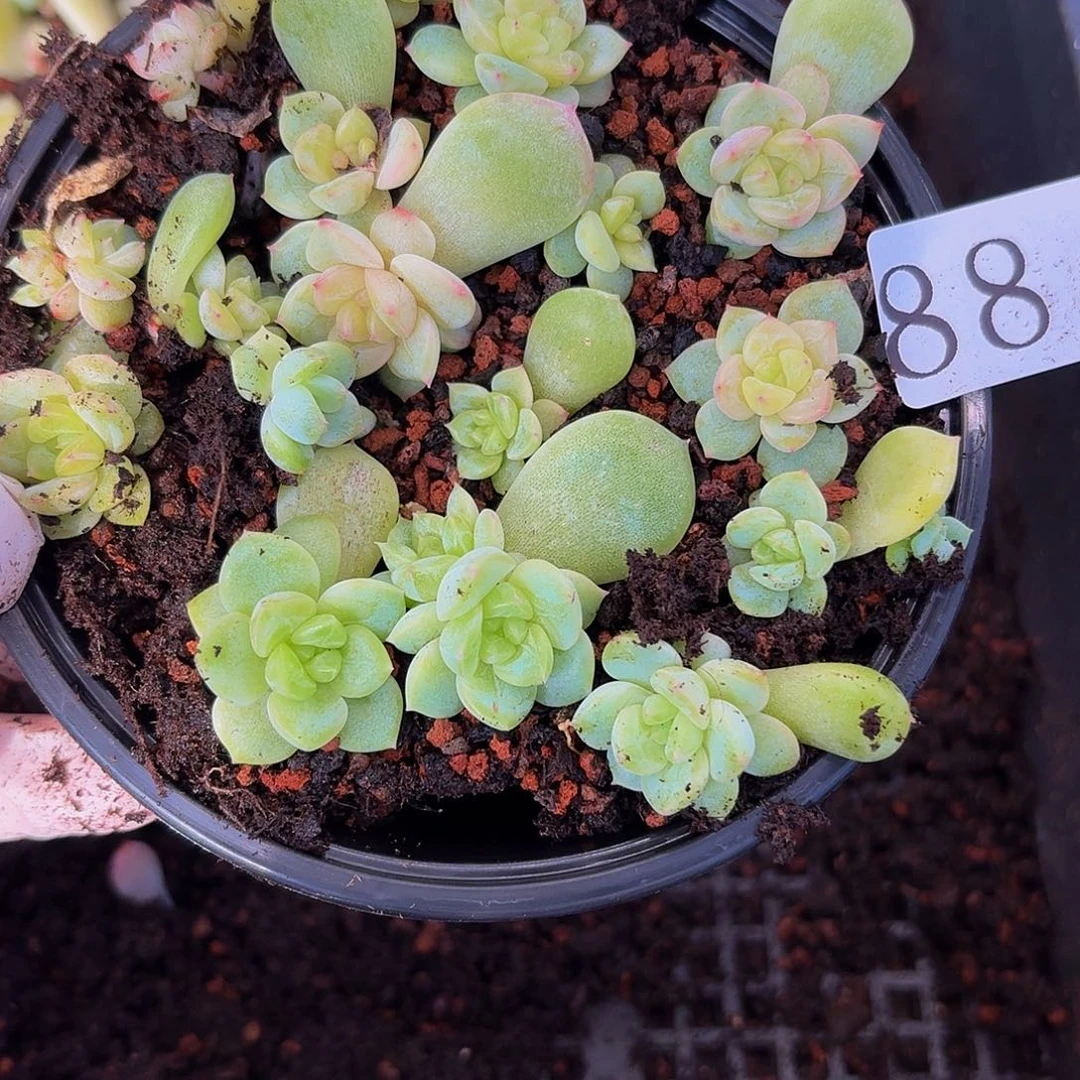 多肉植物多肉植物88