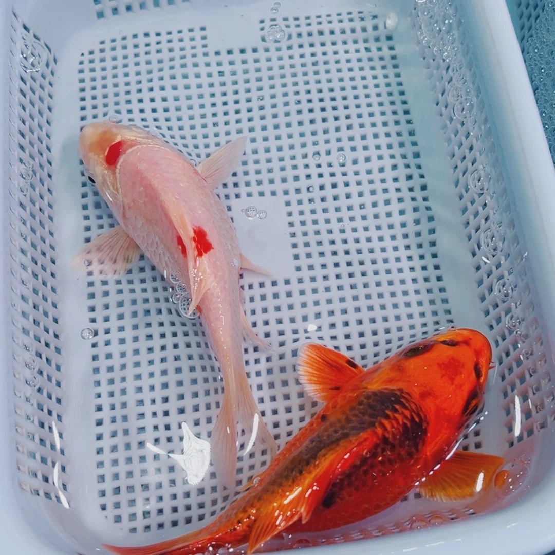 锦鲤锦鲤观赏鱼冷水144