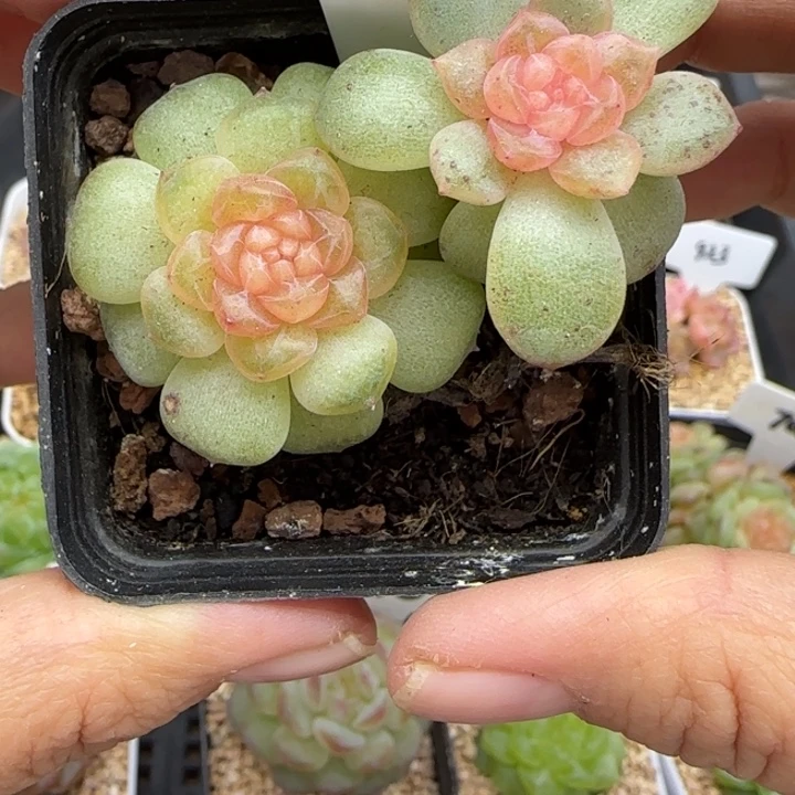 304号流萤晗雨多肉