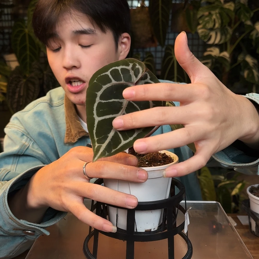 完全开放G39紫铜杂米歇尔