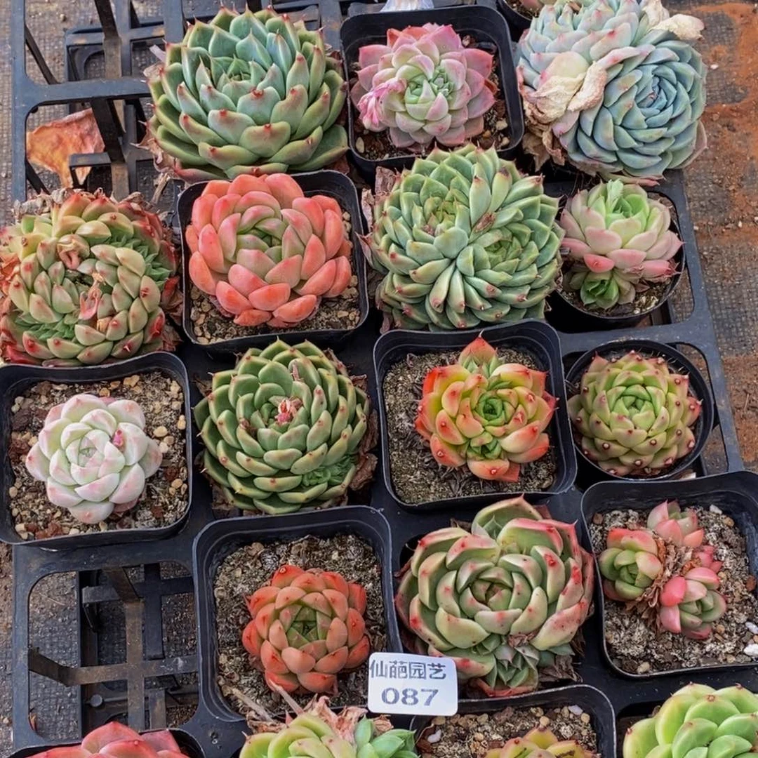 087多肉植物我都