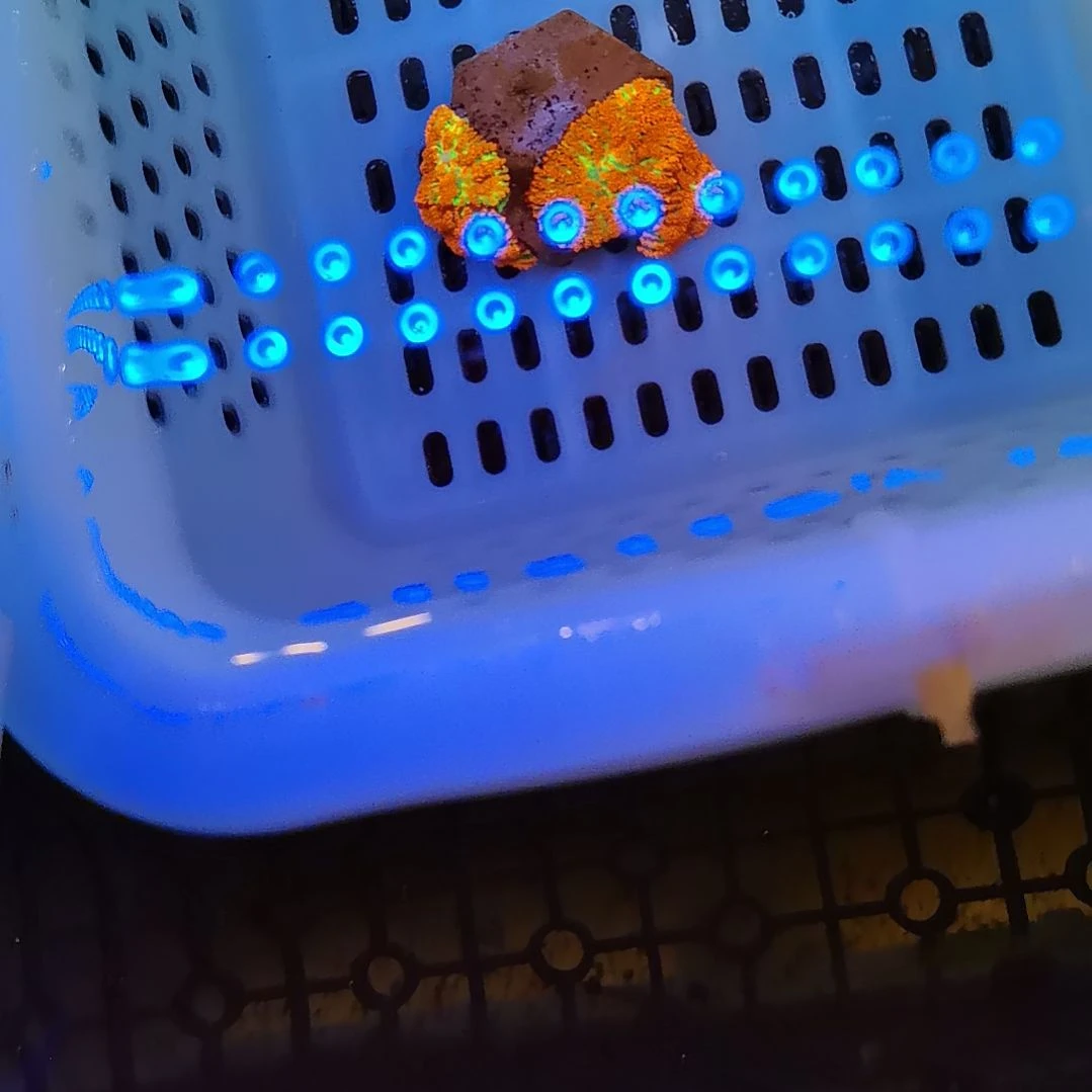 草皮珊瑚烟花菇两头99