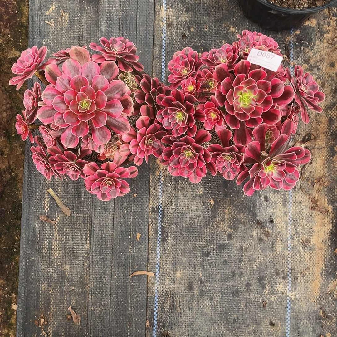 无花朵多肉植物087两颗美杜莎