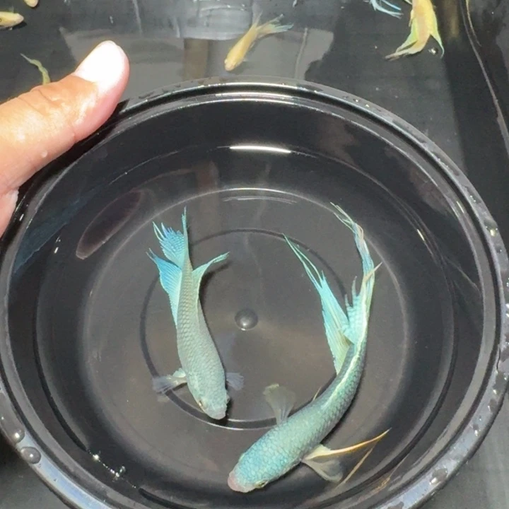 斗鱼直播间对图库存19