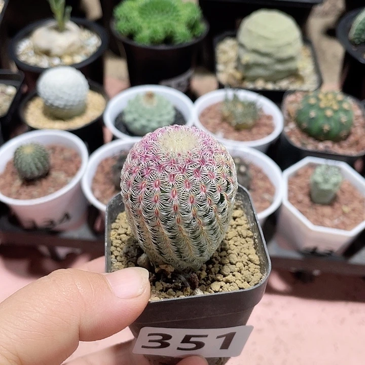 351红太阳仙人球