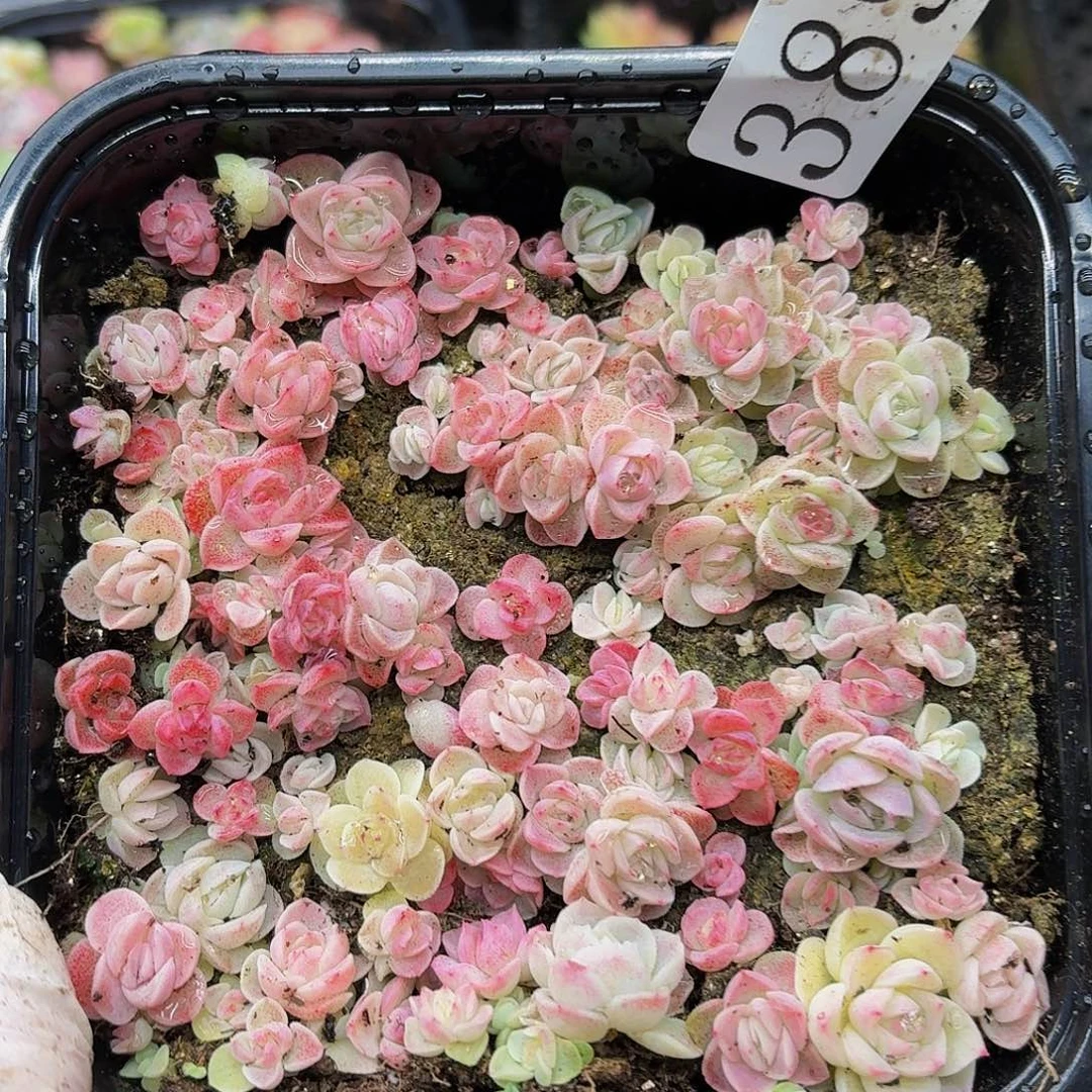 多肉植物多肉植物389