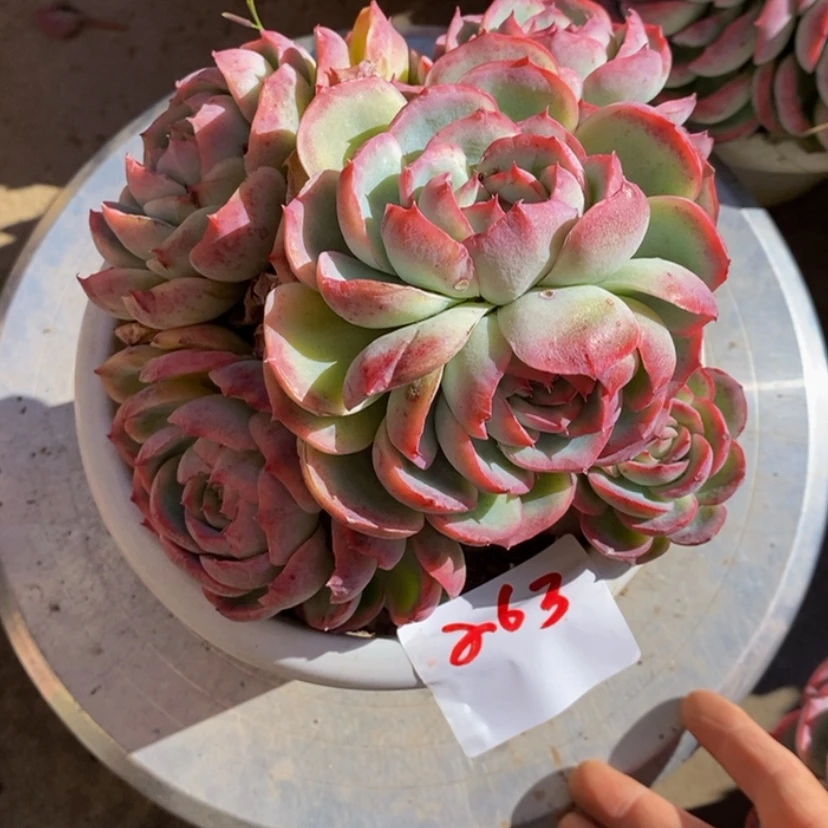 【闪购商品】丁*多肉植物的