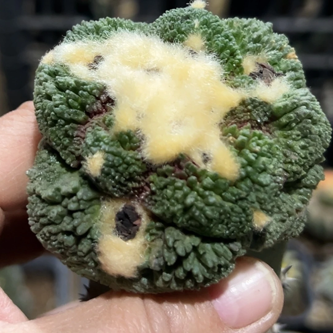 无花朵福利大尤细密尤菜花牡丹血怒091