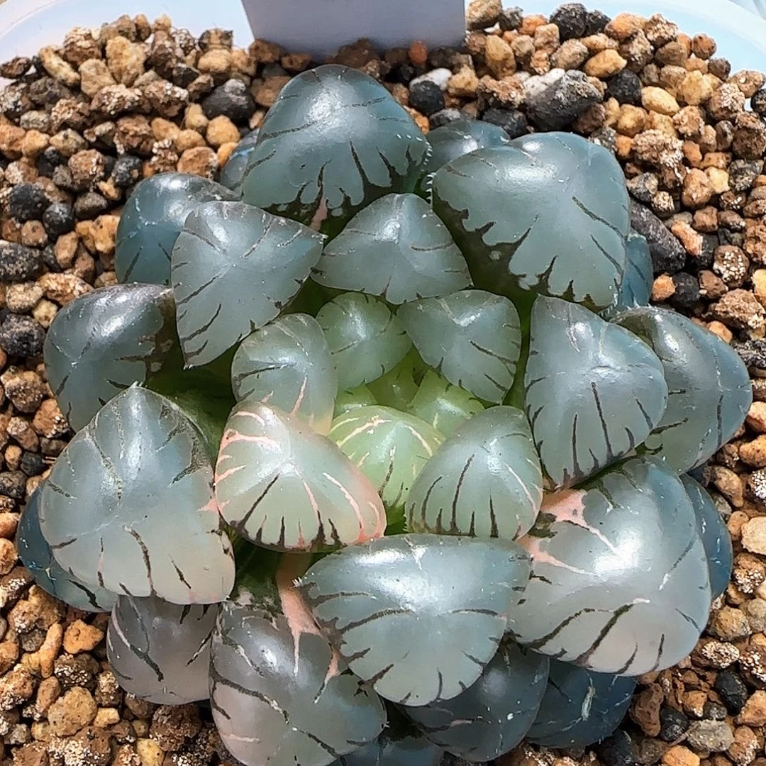 146号大窗冰灯玉露锦5.9左右一物一拍带盆土