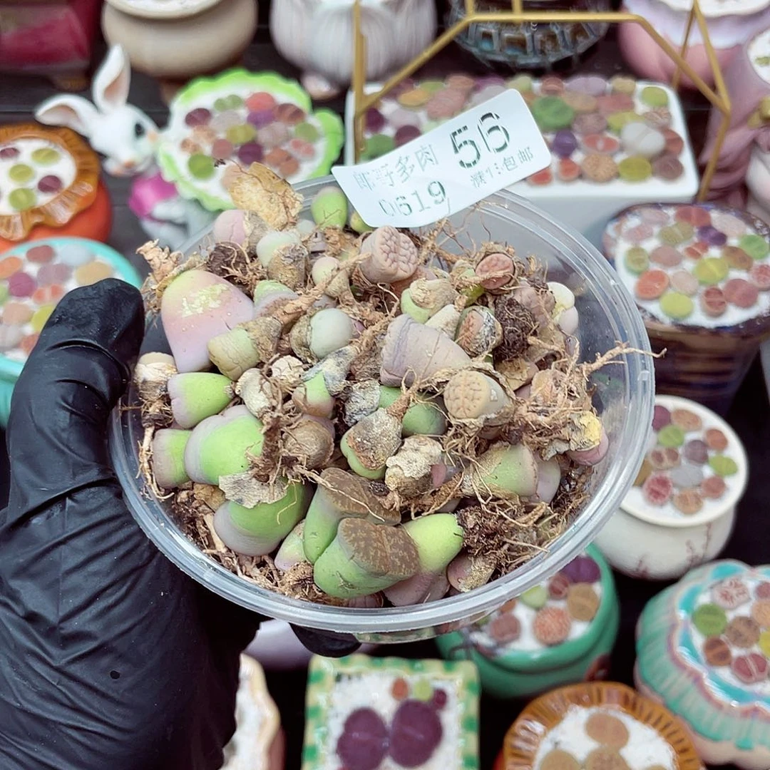 郎哥多肉18包邮0619-56