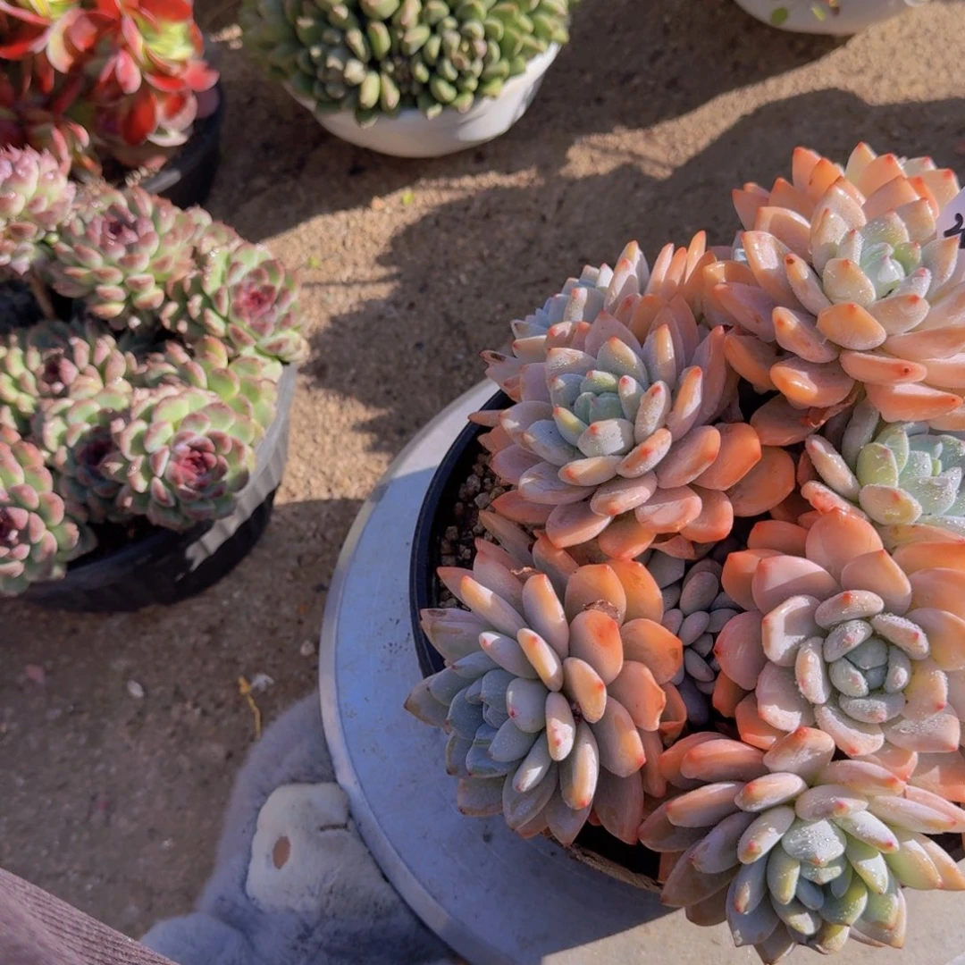 2503冷香多肉植物的生长