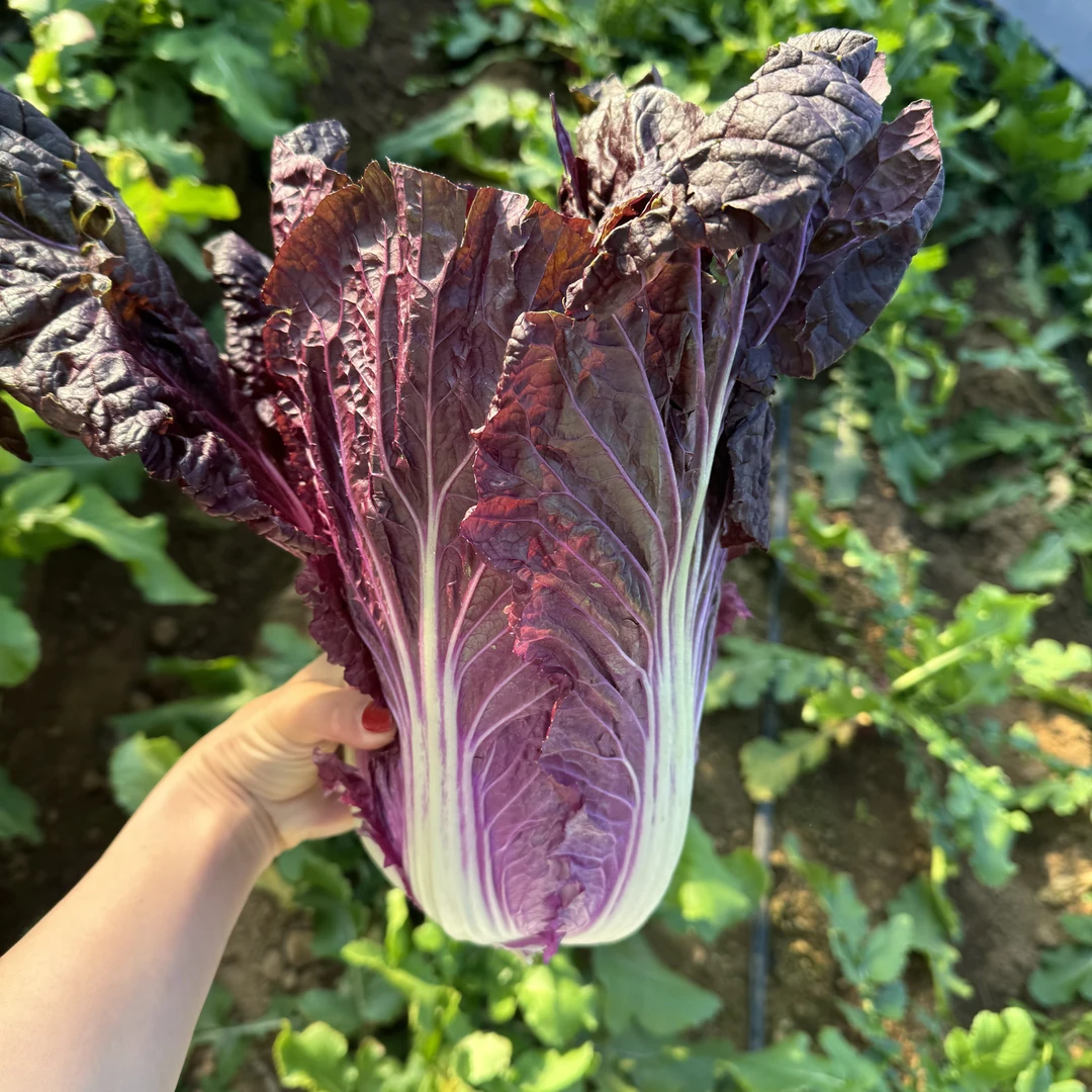 绿养道新鲜紫白菜
