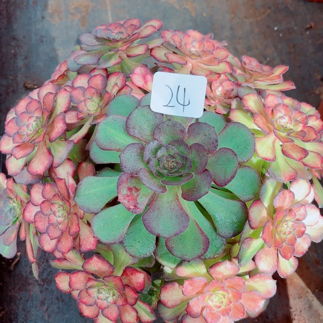 一物一拍多肉法师24