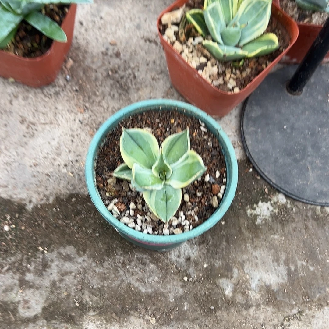 叫***啦宝宝牙齿锦生长植物