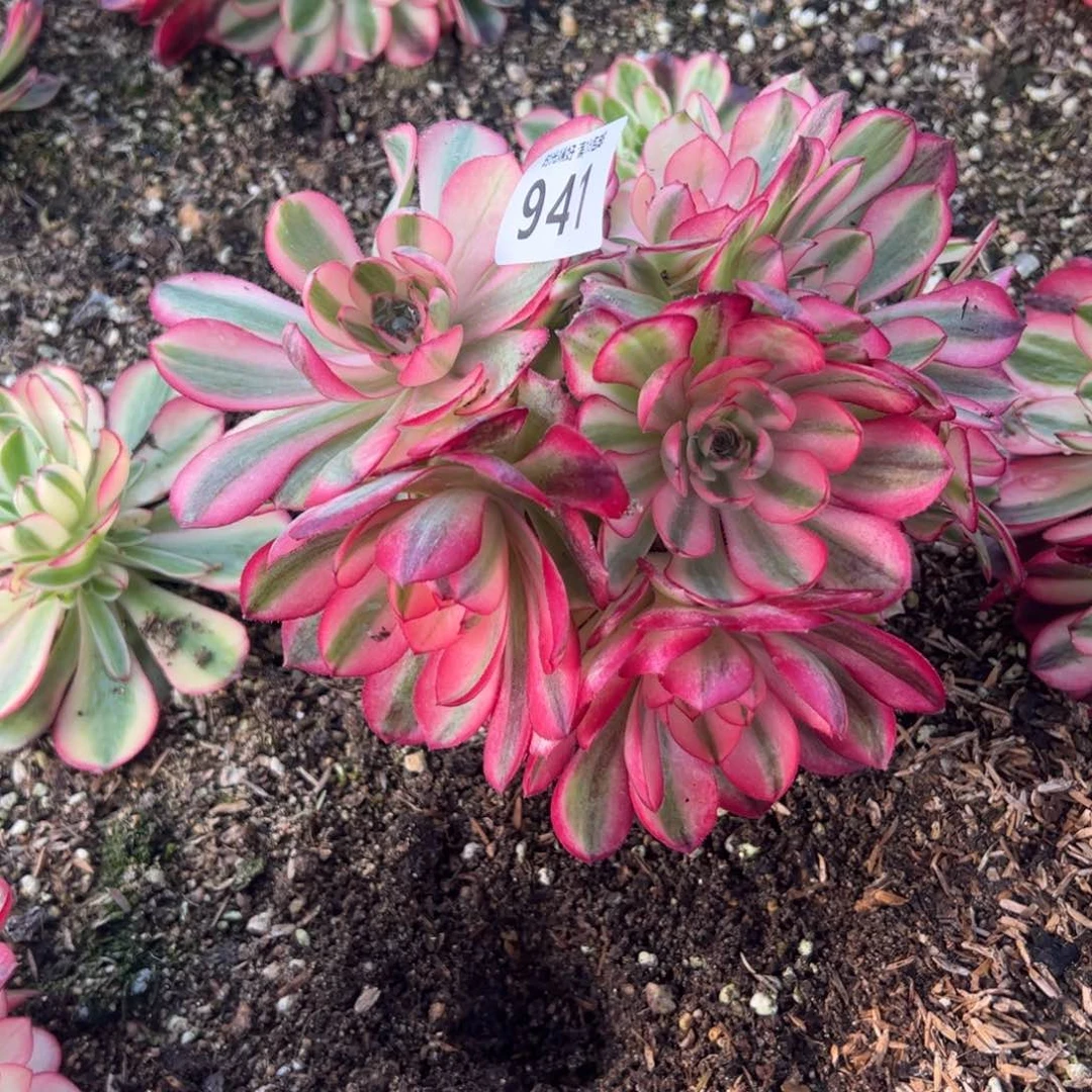 941荔枝多肉植物