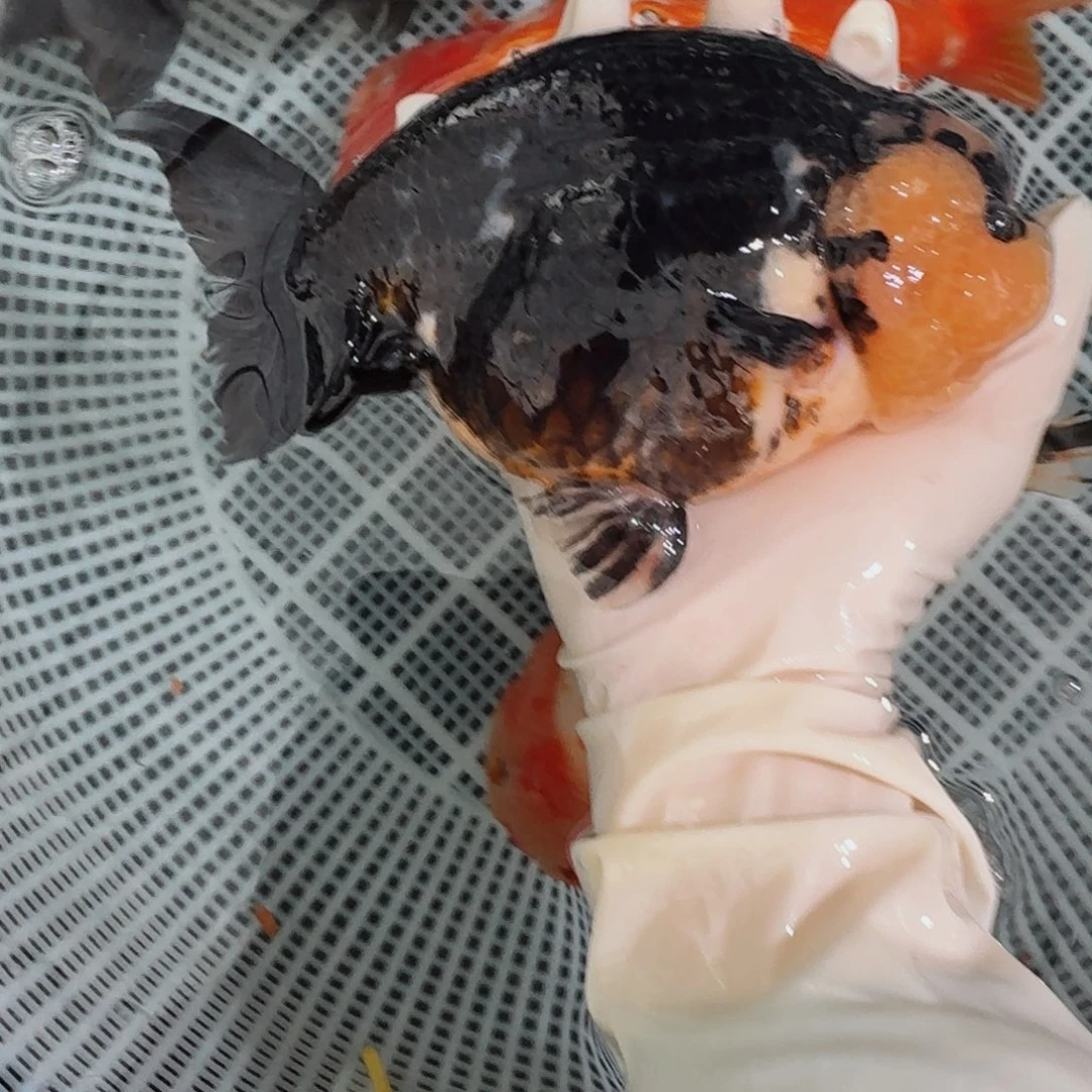 金鱼大体兰寿大鱼02