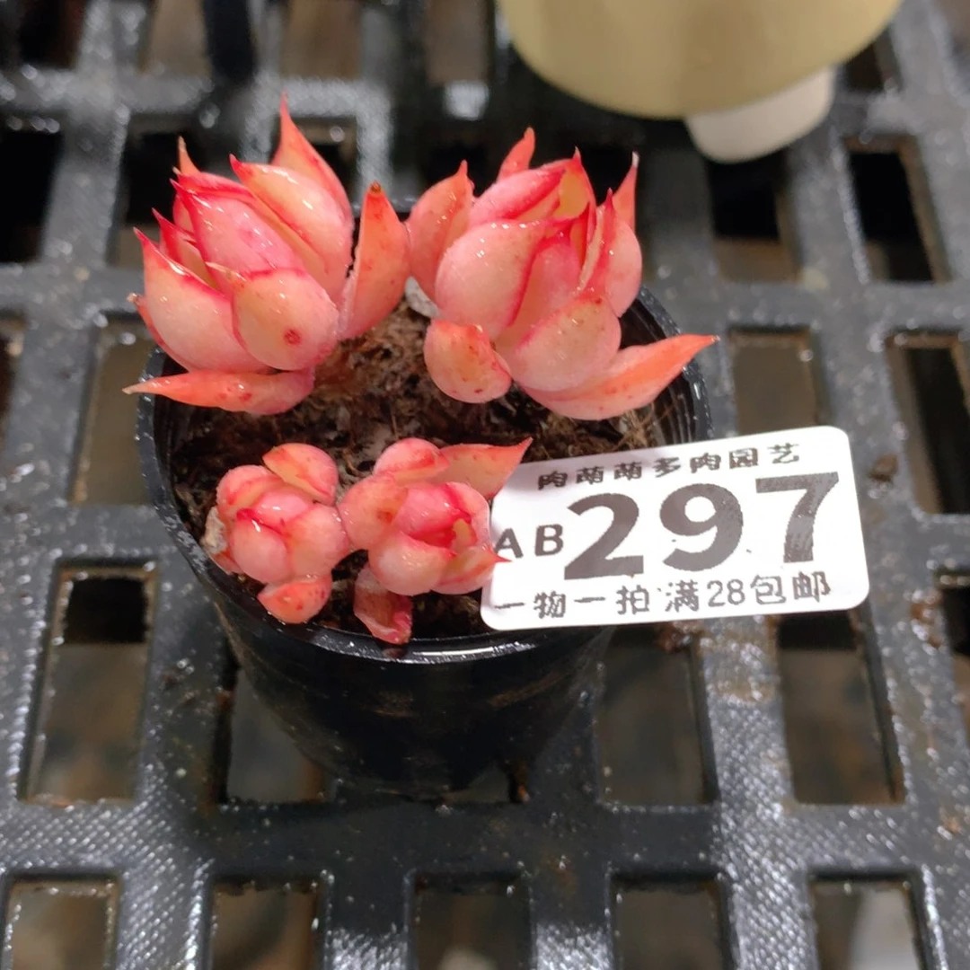 肉萌萌拇指盆精控多肉AB297