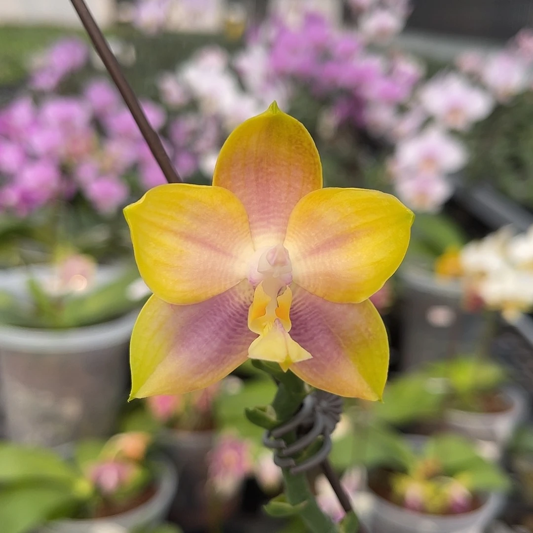 完全开放mcl198  598