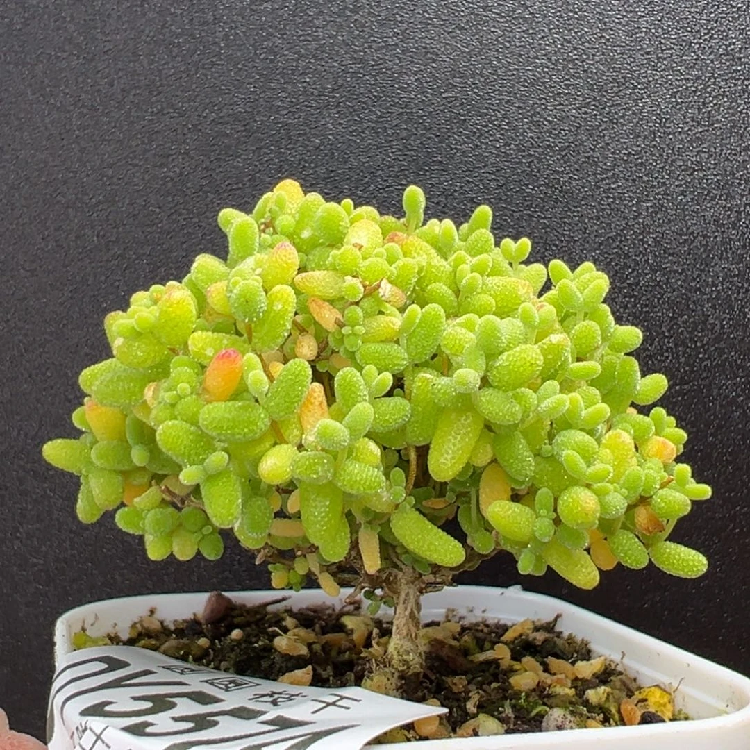 dy5574小可爱精控蜜橘糖球冠幅6cm