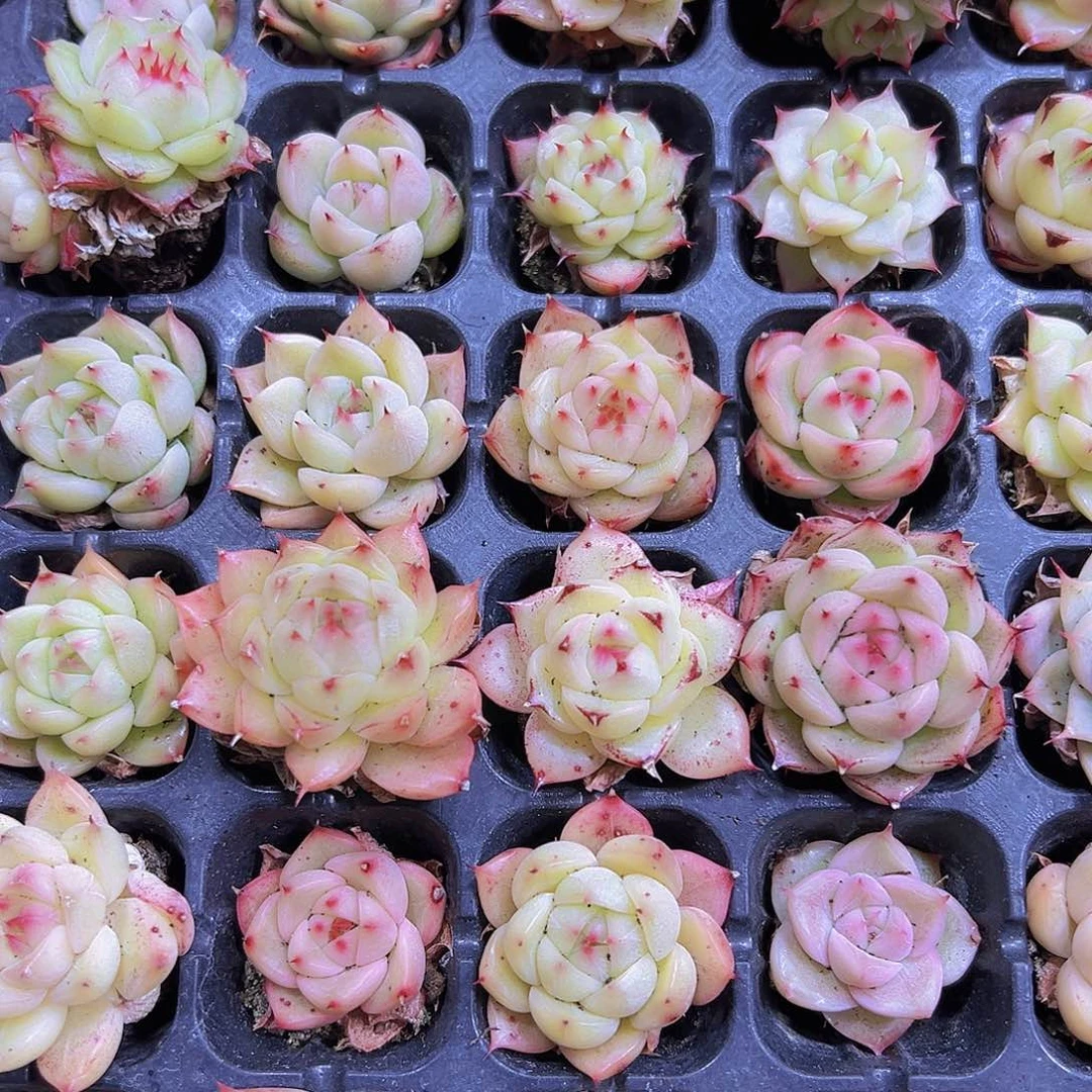 小脸麦杆5个19包邮多肉