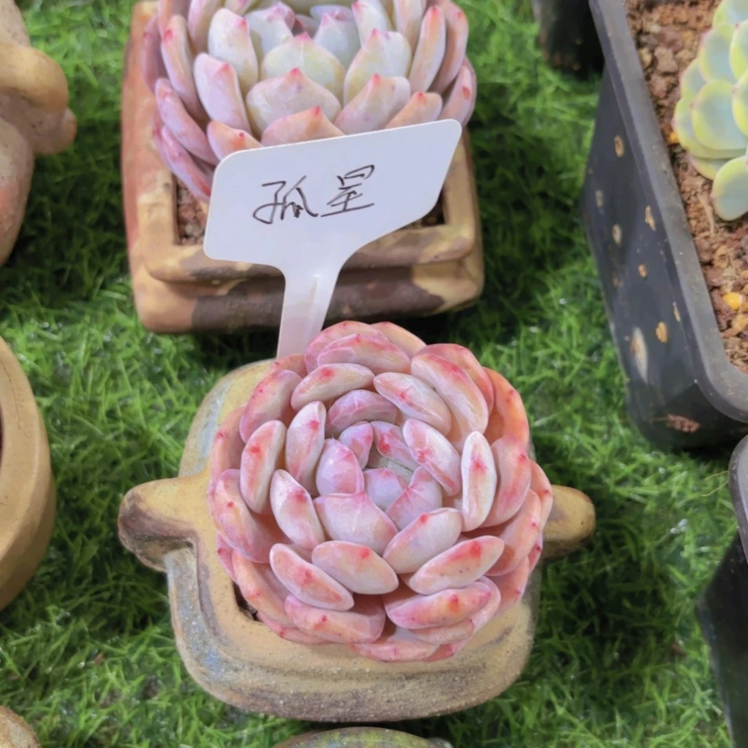 热****糕我的小可爱们都好可爱