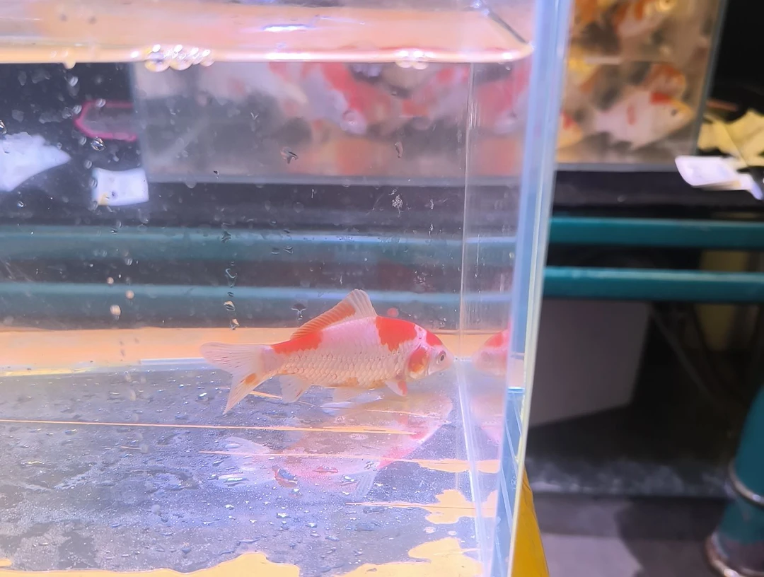 金鱼品相自鉴全场包邮