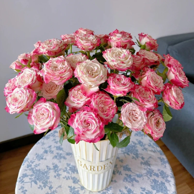 【花花公子】精选花花公子多头玫瑰家居摆放插花云南鲜花优质鲜切花