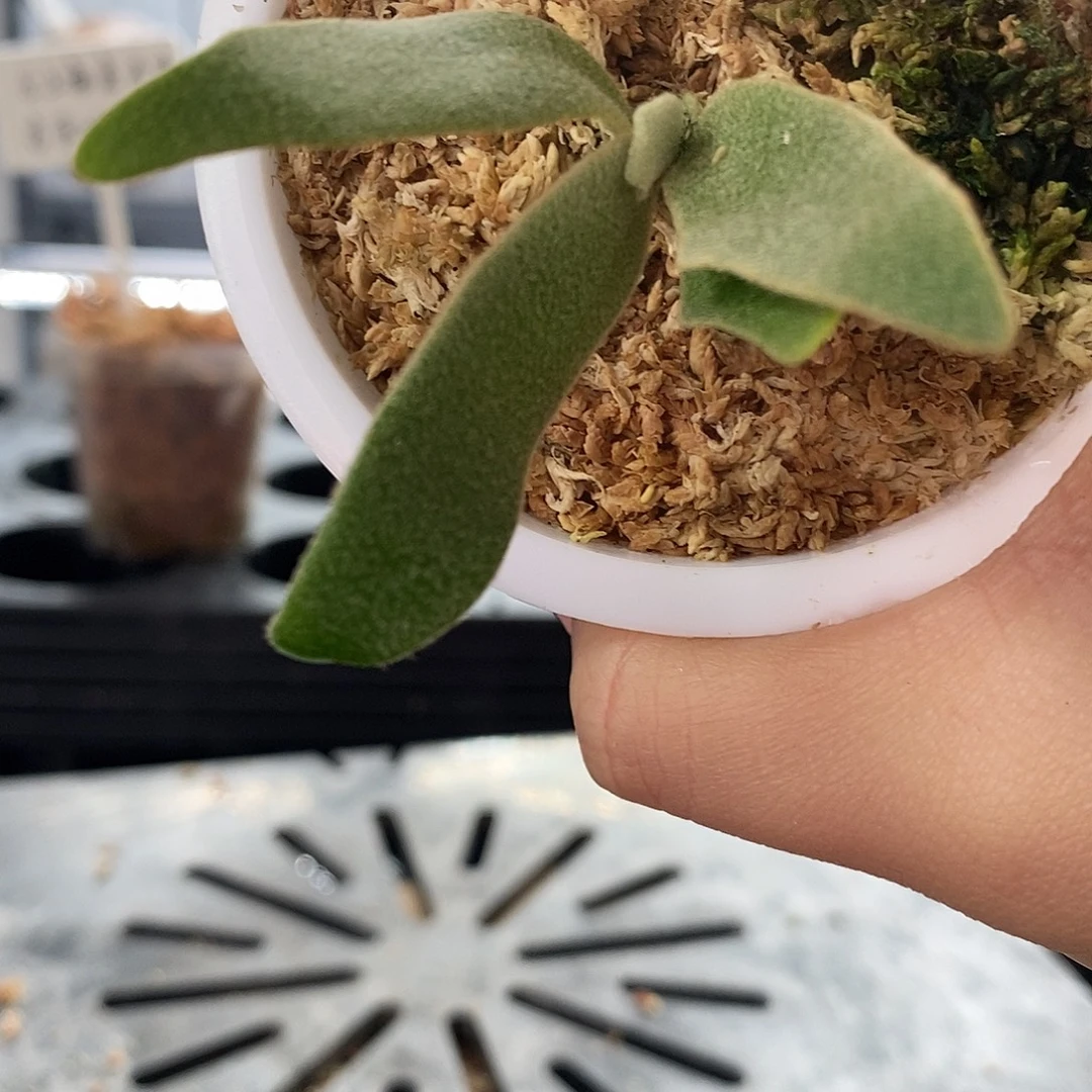 无花朵OMG鹿角蕨666