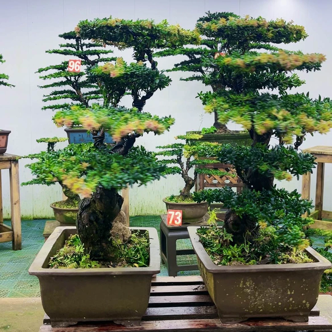 【闪购商品】无花朵锐**贸