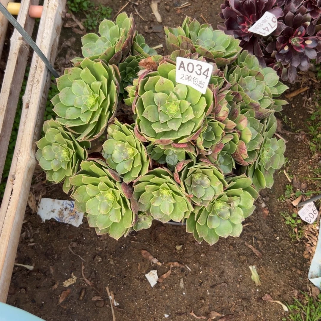 034多肉  万圣节不包断头