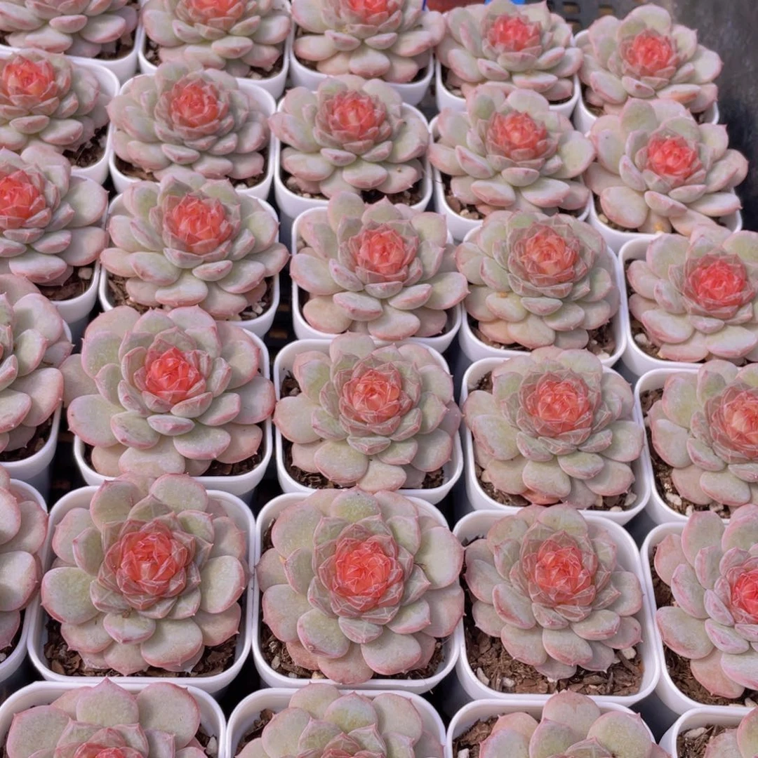 量拍1号 青盏珍妮单头一个