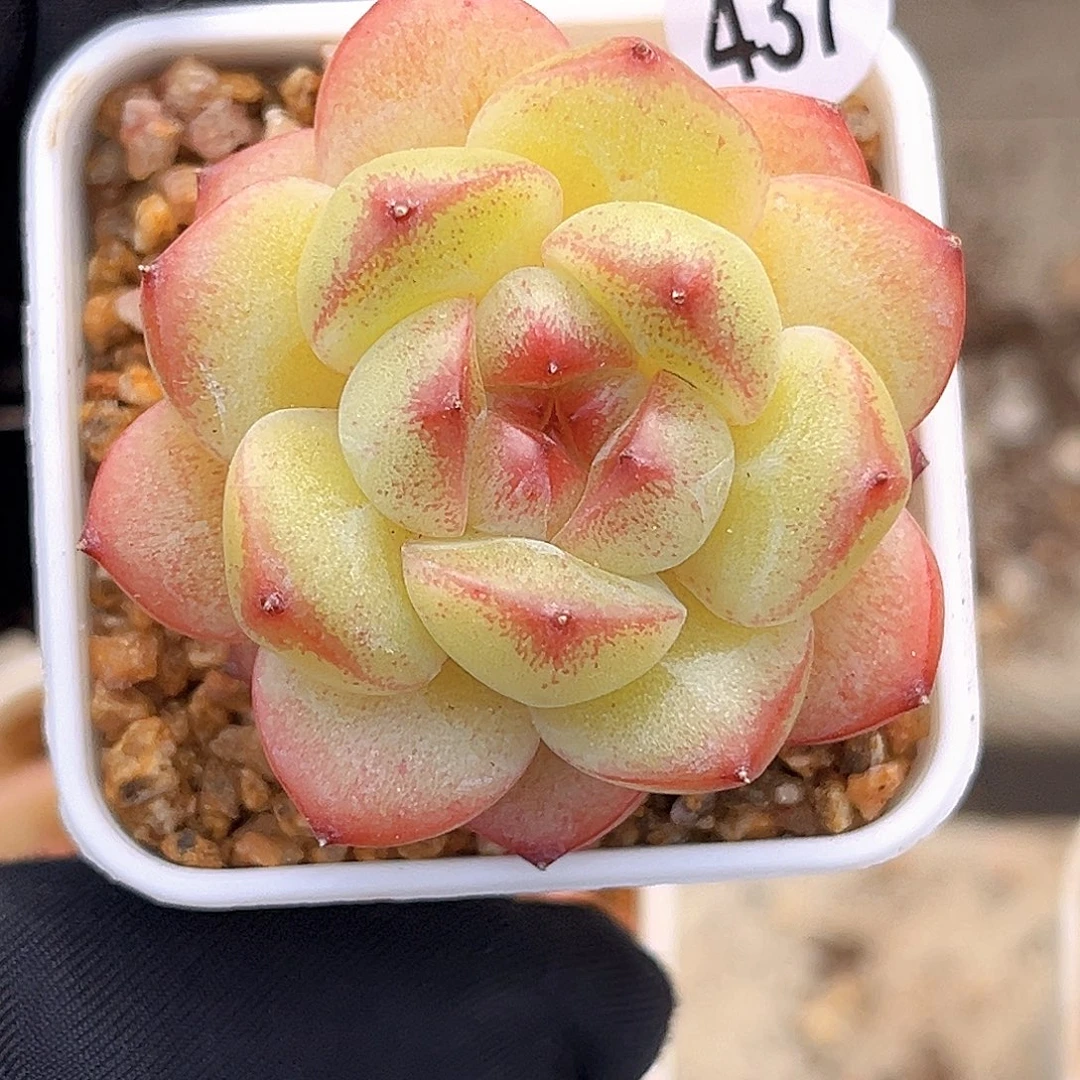 437  新品珍妮满18包邮
