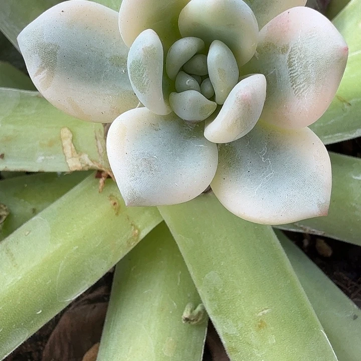 圆叶冷香锦多肉锦