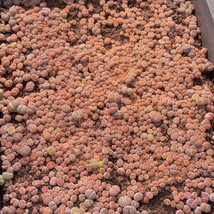 加***2一框菊88888888888888888