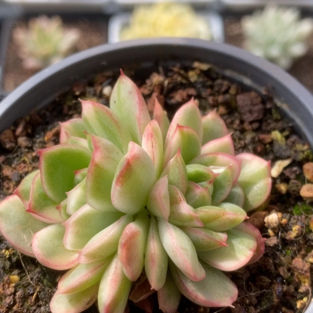 017东云杂锦锦锦锦锦锦